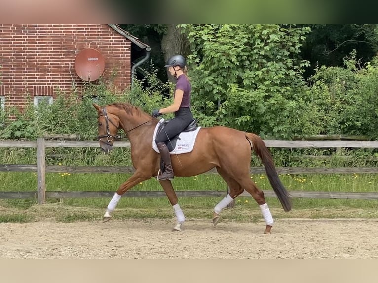 Hannoveraan Merrie 4 Jaar 163 cm Vos in Hoya