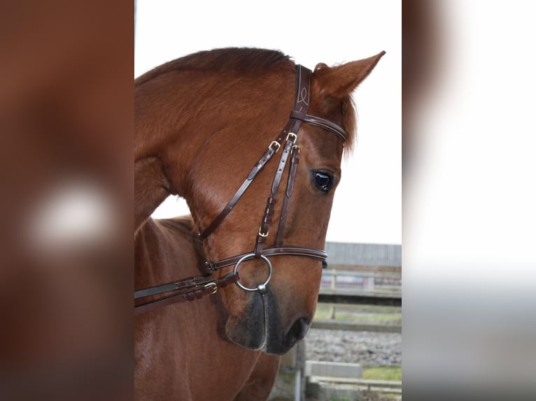 Hannoveraan Merrie 4 Jaar 163 cm Vos in Olfen