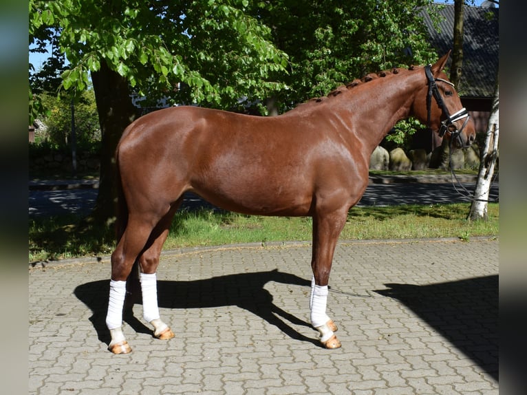 Hannoveraan Merrie 4 Jaar 163 cm Vos in Fredenbeck