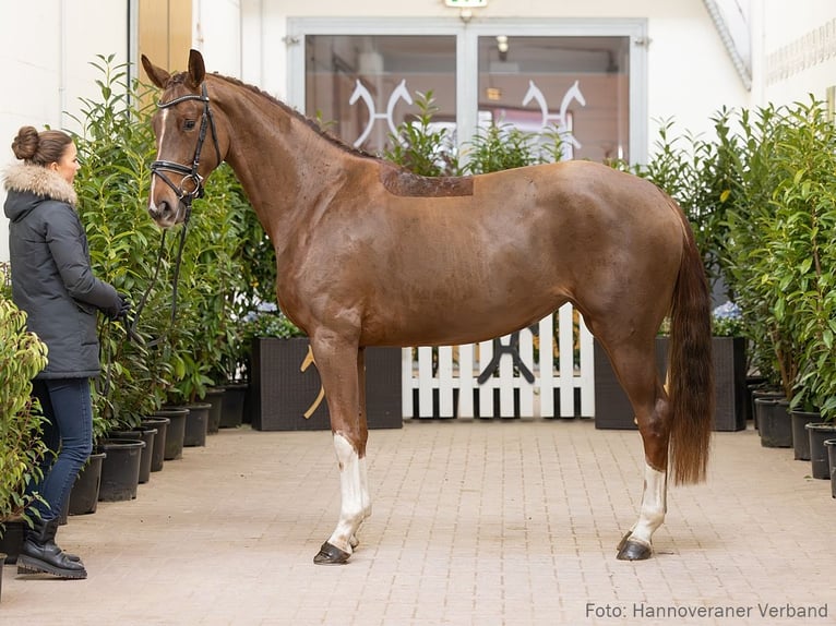 Hannoveraan Merrie 4 Jaar 163 cm Vos in Verden