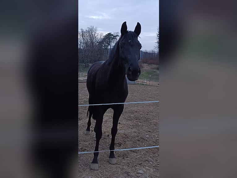 Hannoveraan Merrie 4 Jaar 163 cm Zwart in Amstetten