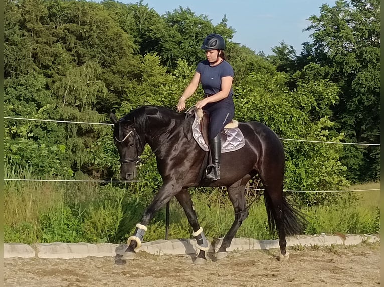 Hannoveraan Merrie 4 Jaar 163 cm Zwart in Amstetten