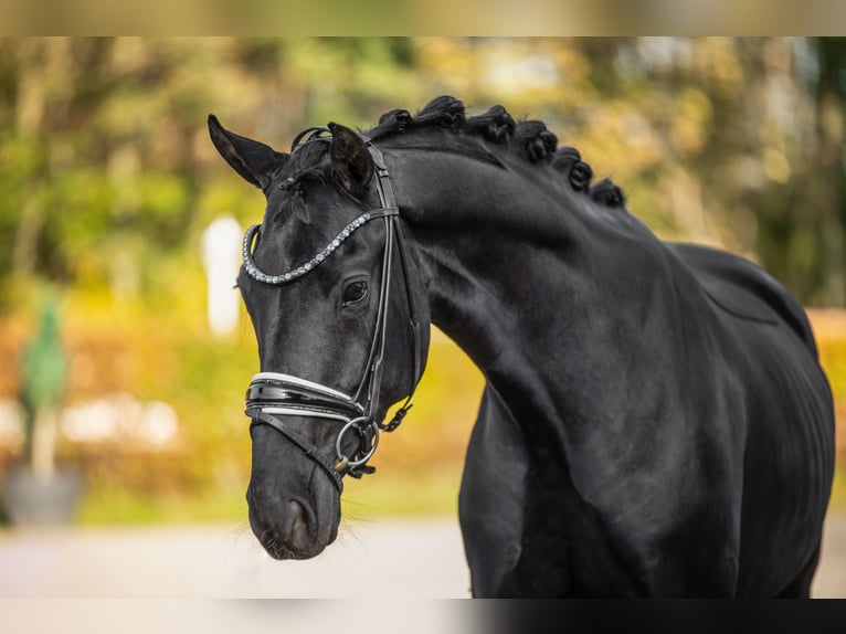 Hannoveraan Merrie 4 Jaar 163 cm Zwart in Wehringen