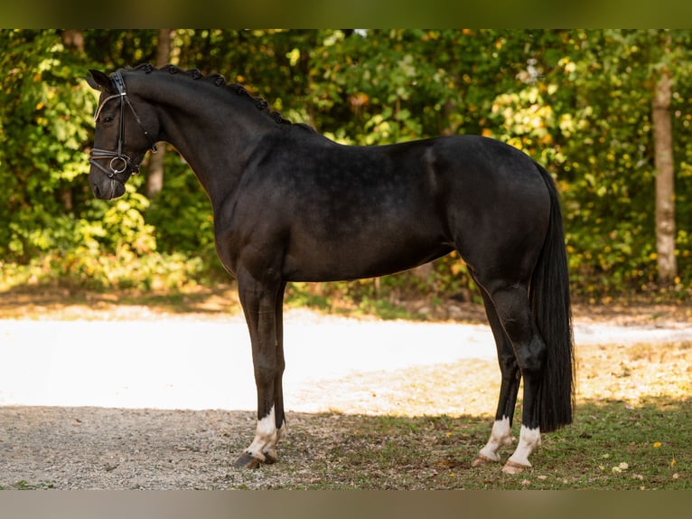Hannoveraan Merrie 4 Jaar 163 cm Zwart in Wehringen