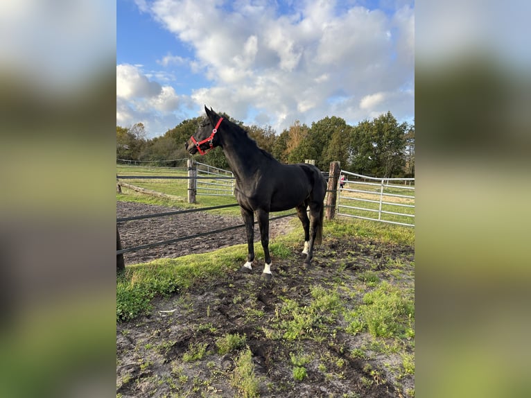 Hannoveraan Merrie 4 Jaar 163 cm Zwart in Vahlde