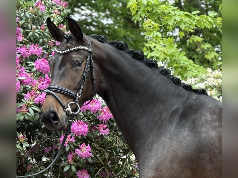 Hannoveraan Merrie 4 Jaar 163 cm Zwartbruin in Visbek