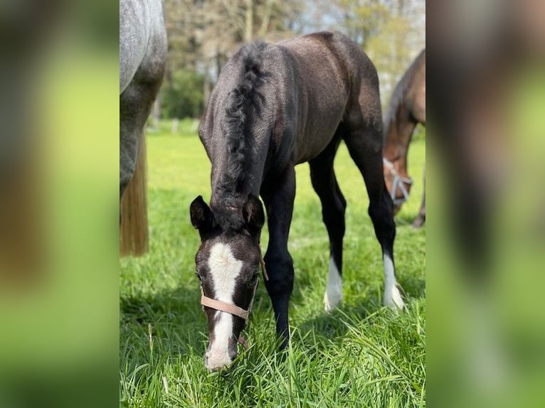 Hannoveraan Merrie 4 Jaar 164 cm Blauwschimmel in Aachen