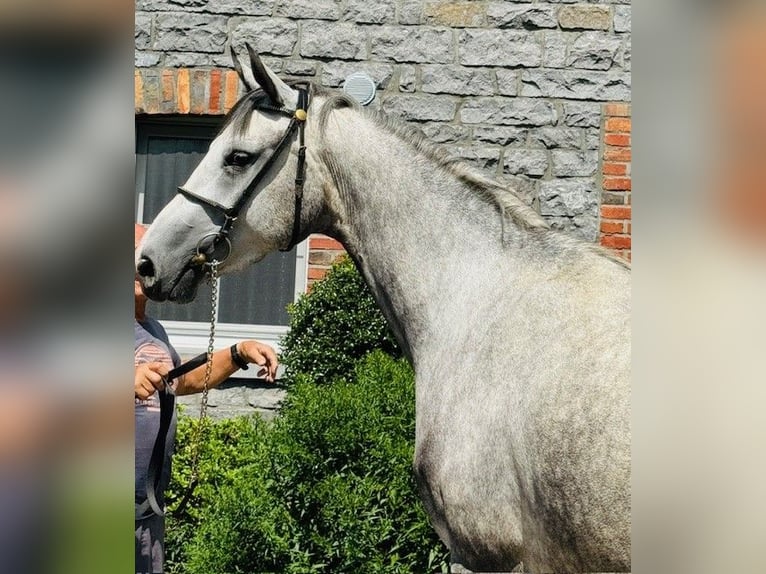 Hannoveraan Merrie 4 Jaar 164 cm Blauwschimmel in Aachen