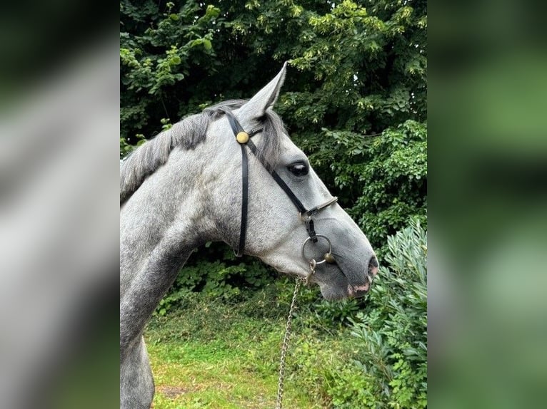 Hannoveraan Merrie 4 Jaar 164 cm Blauwschimmel in Aachen