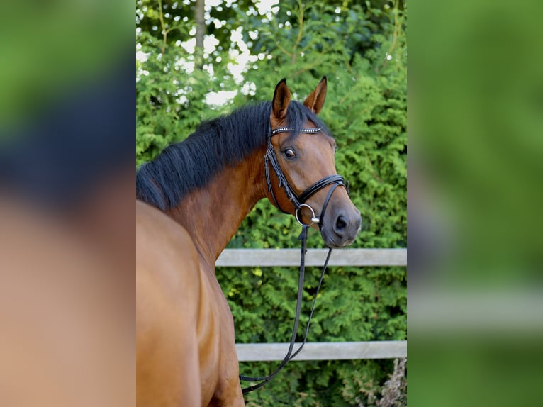 Hannoveraan Merrie 4 Jaar 164 cm Bruin in Lohne (Oldenburg)