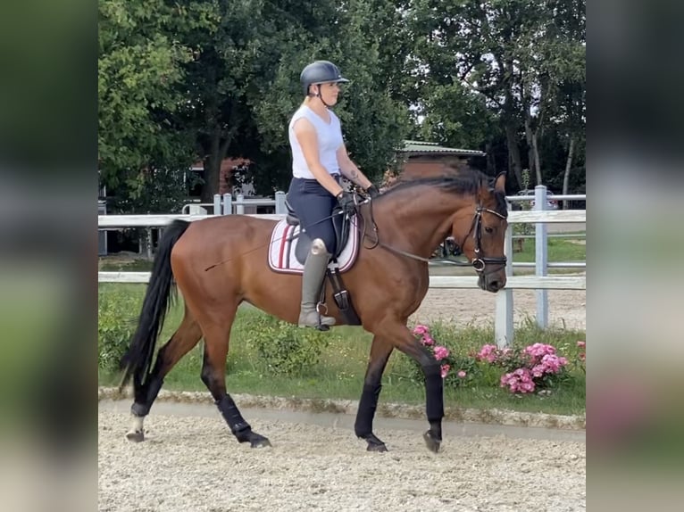 Hannoveraan Merrie 4 Jaar 164 cm Bruin in Winsen (Luhe)