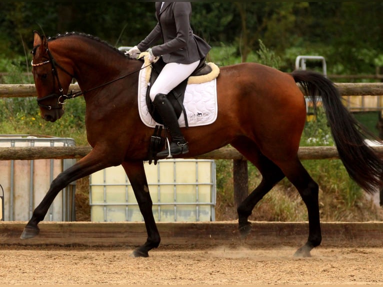 Hannoveraan Merrie 4 Jaar 164 cm Bruin in Heilshoop