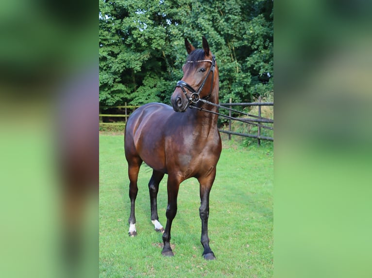 Hannoveraan Merrie 4 Jaar 164 cm Bruin in Tarmstedt