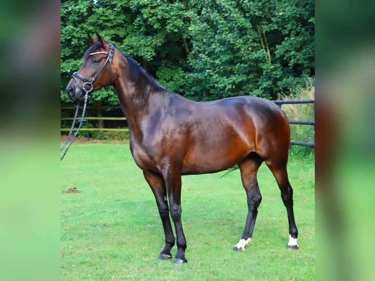 Hannoveraan Merrie 4 Jaar 164 cm Bruin in Tarmstedt