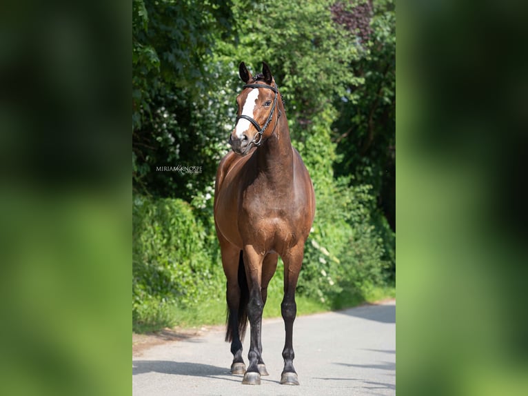 Hannoveraan Merrie 4 Jaar 164 cm Bruin in Eickeloh