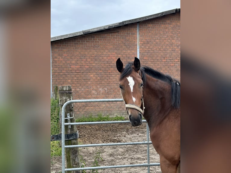 Hannoveraan Merrie 4 Jaar 164 cm Bruin in Goch