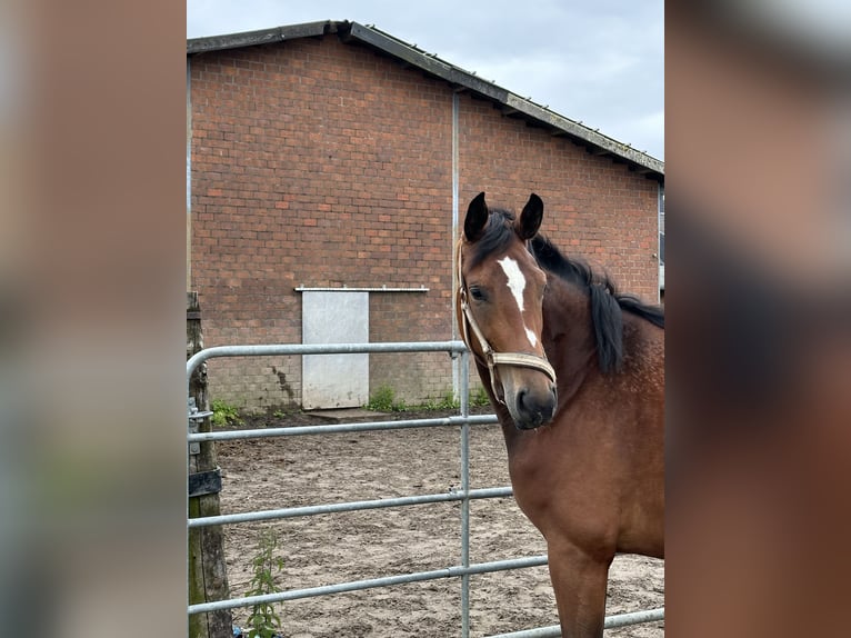 Hannoveraan Merrie 4 Jaar 164 cm Bruin in Goch