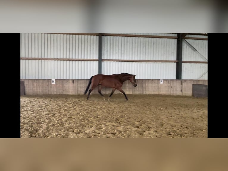 Hannoveraan Merrie 4 Jaar 164 cm Bruin in Goch