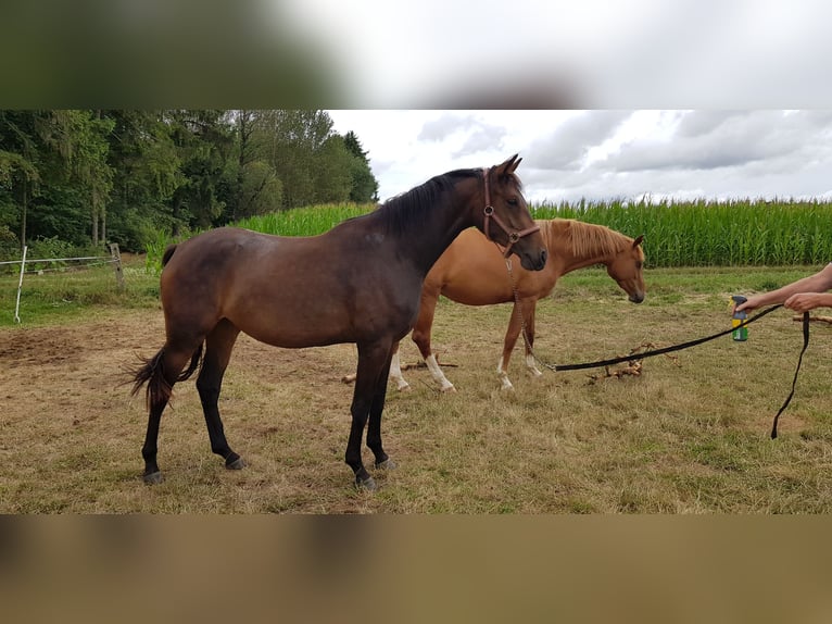 Hannoveraan Merrie 4 Jaar 164 cm Bruin in Wächtersbach