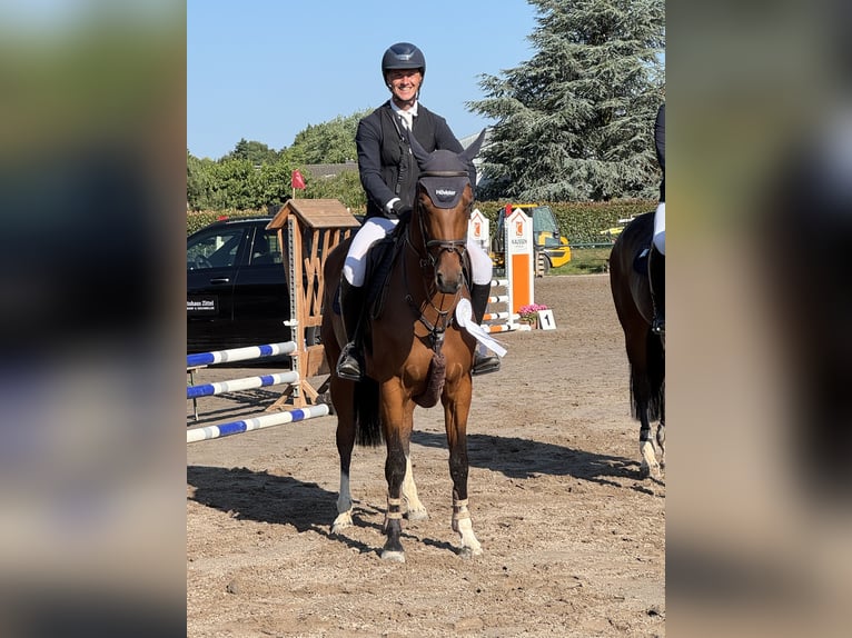 Hannoveraan Merrie 4 Jaar 164 cm Bruin in Pulheim