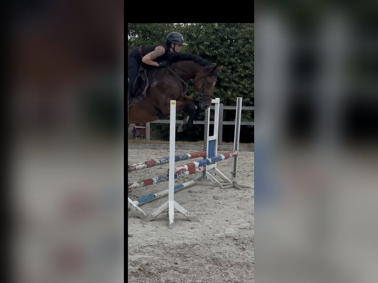 Hannoveraan Merrie 4 Jaar 164 cm Bruin in Hannoversch Münden