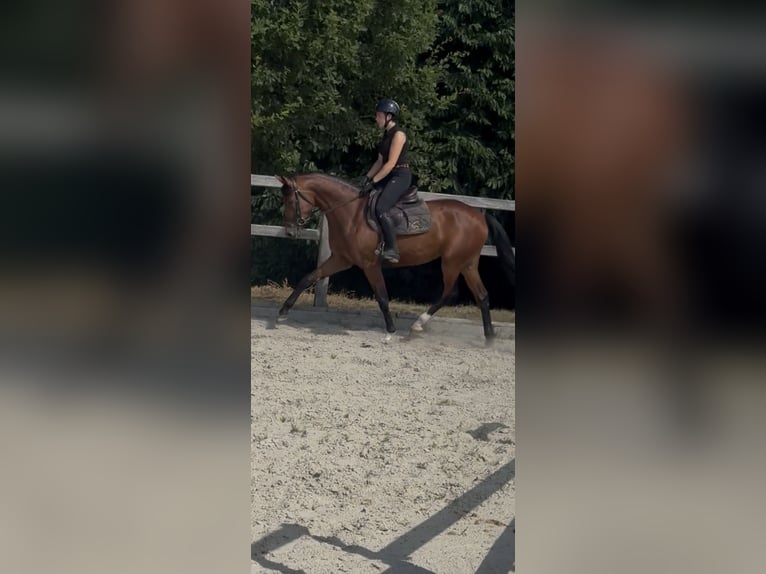 Hannoveraan Merrie 4 Jaar 164 cm Bruin in Hannoversch Münden