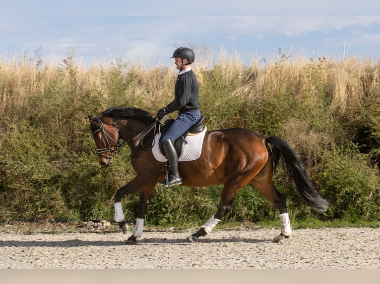 Hannoveraan Merrie 4 Jaar 164 cm Donkerbruin in Ermsleben