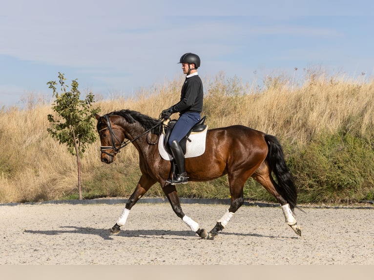 Hannoveraan Merrie 4 Jaar 164 cm Donkerbruin in Ermsleben