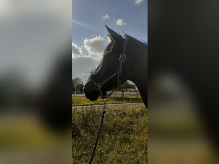 Hannoveraan Merrie 4 Jaar 164 cm Donkerbruin in Neuenkirchen-V&#xF6;rden