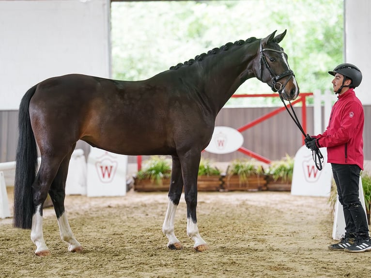 Hannoveraan Merrie 4 Jaar 164 cm Donkerbruin in Münster-Handorf