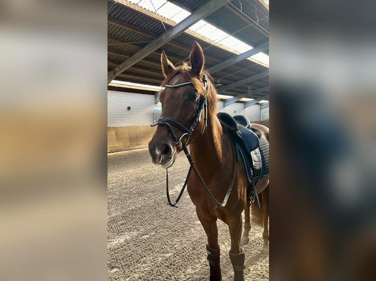 Hannoveraan Merrie 4 Jaar 164 cm Donkere-vos in Großbeeren