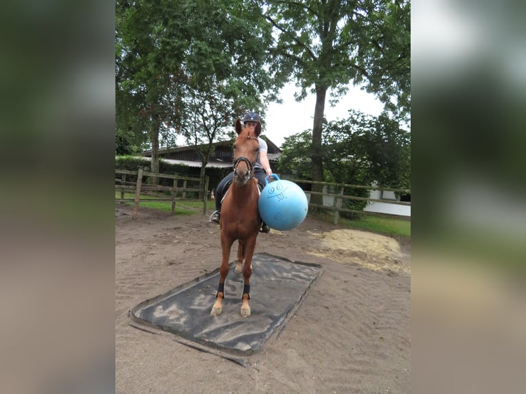 Hannoveraan Merrie 4 Jaar 164 cm Vos in Elmlohe