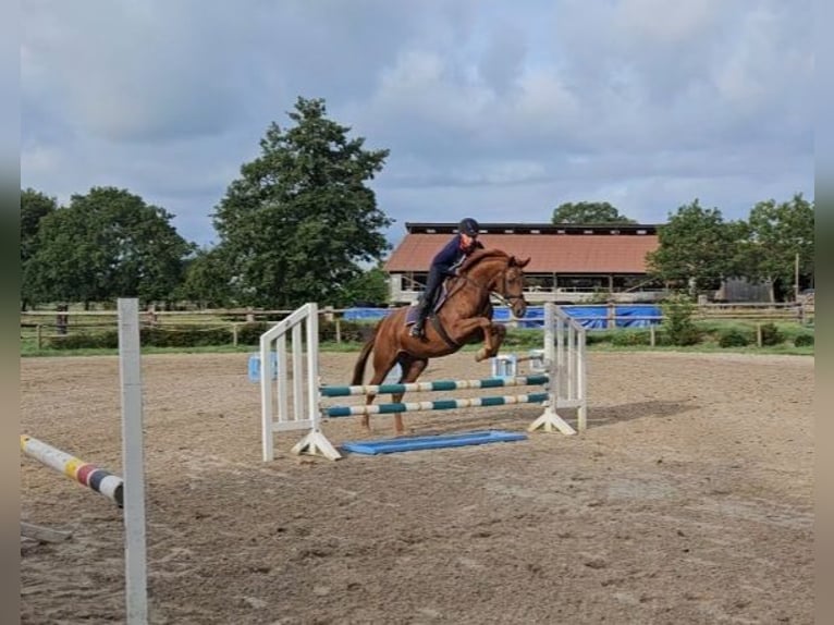 Hannoveraan Merrie 4 Jaar 164 cm Vos in Elmlohe