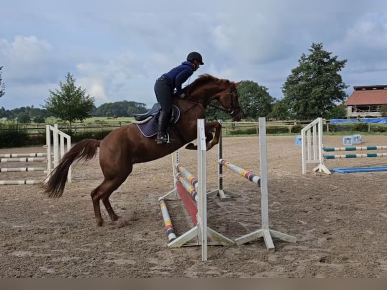 Hannoveraan Merrie 4 Jaar 164 cm Vos in Elmlohe