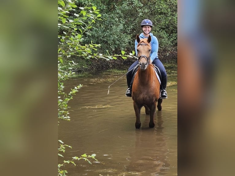 Hannoveraan Merrie 4 Jaar 164 cm Vos in Elmlohe