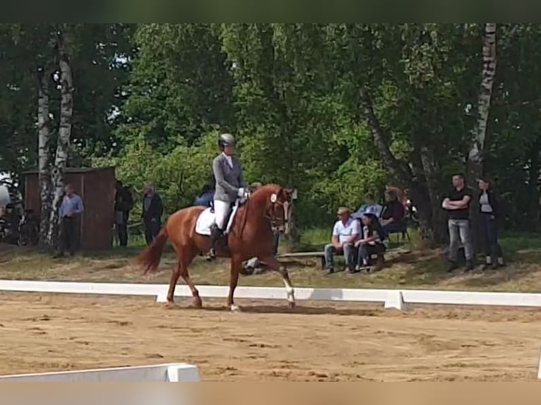 Hannoveraan Merrie 4 Jaar 164 cm Vos in Hechthausen