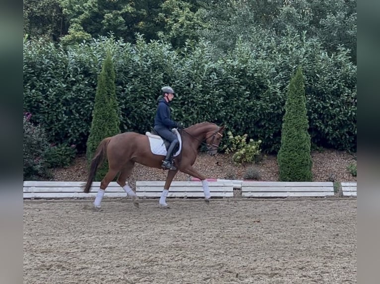 Hannoveraan Merrie 4 Jaar 164 cm Vos in Nienburg (Weser)