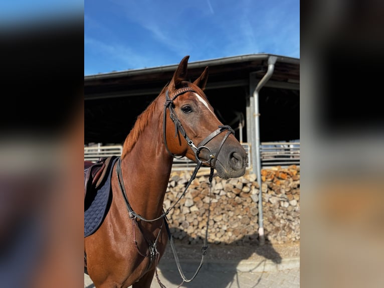 Hannoveraan Merrie 4 Jaar 164 cm Vos in Grevenbroich