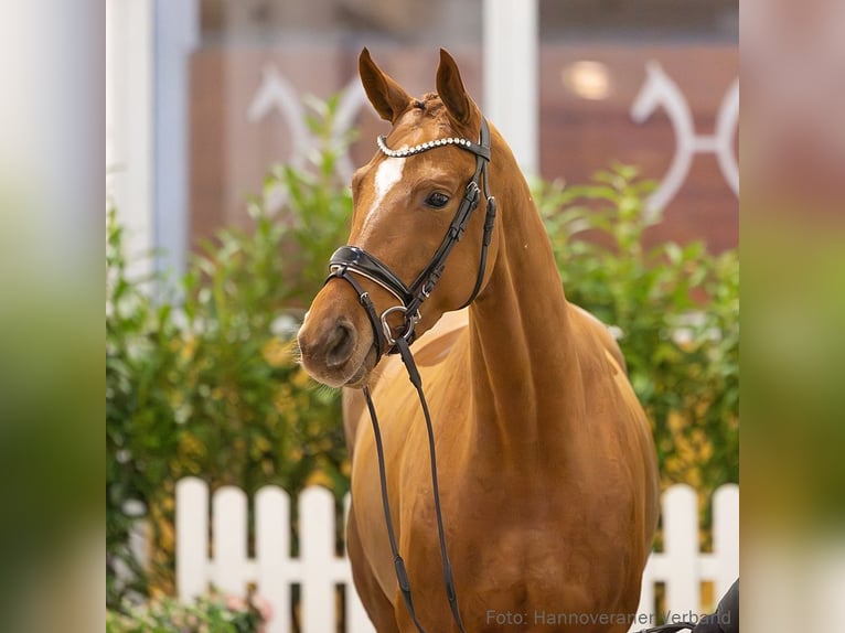 Hannoveraan Merrie 4 Jaar 164 cm Vos in Verden