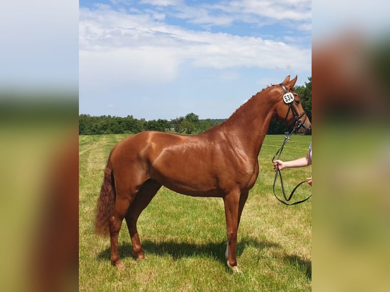 Hannoveraan Merrie 4 Jaar 164 cm Vos in Hechthausen