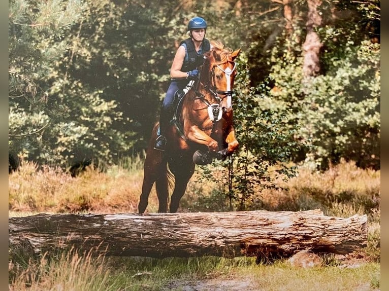 Hannoveraan Merrie 4 Jaar 164 cm Vos in Hechthausen