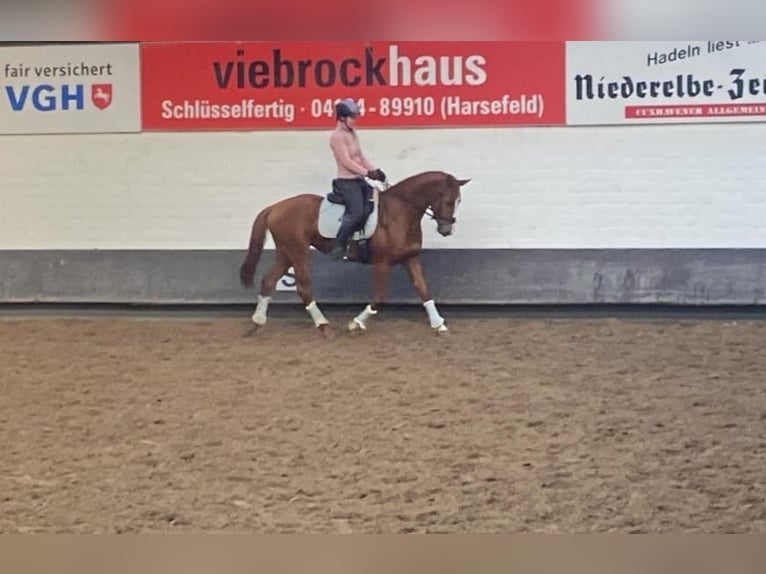 Hannoveraan Merrie 4 Jaar 164 cm Vos in Hechthausen