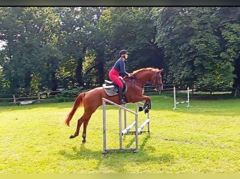 Hannoveraan Merrie 4 Jaar 164 cm Vos in Hechthausen