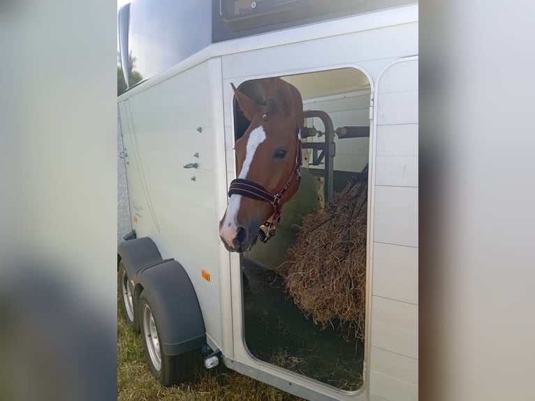 Hannoveraan Merrie 4 Jaar 164 cm Vos in Hechthausen