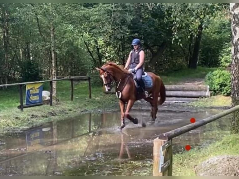 Hannoveraan Merrie 4 Jaar 164 cm Vos in Hechthausen