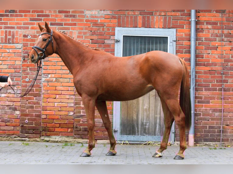 Hannoveraan Merrie 4 Jaar 164 cm Vos in Dannenberg (Elbe)