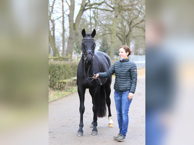 Hannoveraan Merrie 4 Jaar 164 cm Zwart in Langenhagen