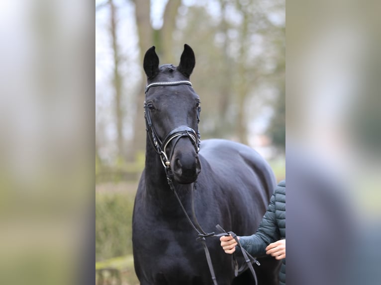 Hannoveraan Merrie 4 Jaar 164 cm Zwart in Langenhagen