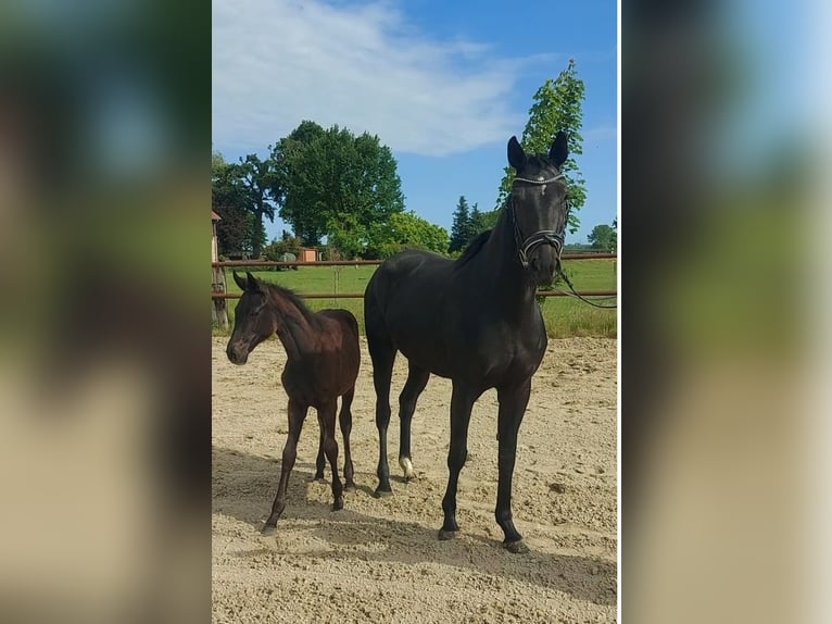 Hannoveraan Merrie 4 Jaar 164 cm Zwart in Tiddische