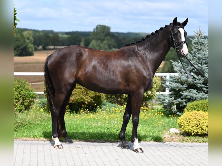 Hannoveraan Merrie 4 Jaar 164 cm Zwart in Wysin